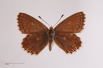 Vorschaubild Lysandra coridon ab. albipunctata Hartig